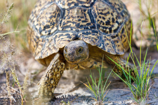 turtle leopard tortoise in nature habitat, north part of South Africa, Safari wildlife