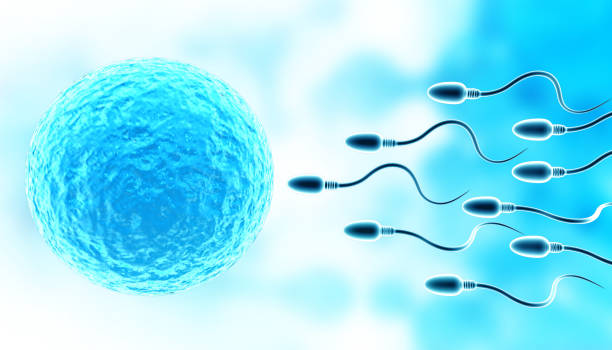 istock Sperm with egg on abstract medical background 1179119354