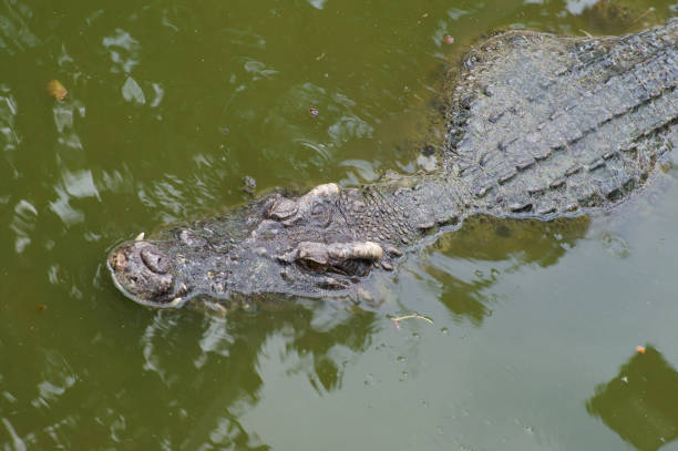 istock Big crocodile in lake water 1179119397