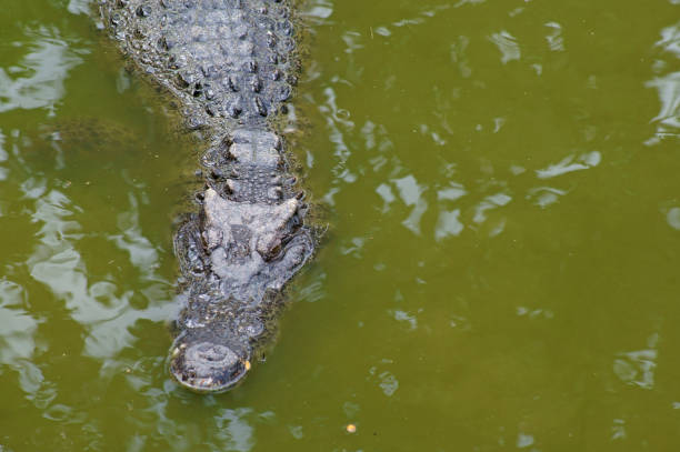 istock Big crocodile in lake water 1179119402