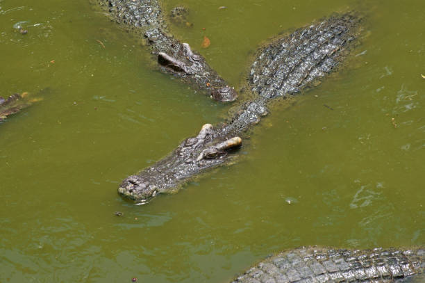 istock Big crocodile in lake water 1179119411