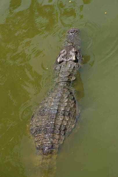 istock Big crocodile in lake water 1179119412