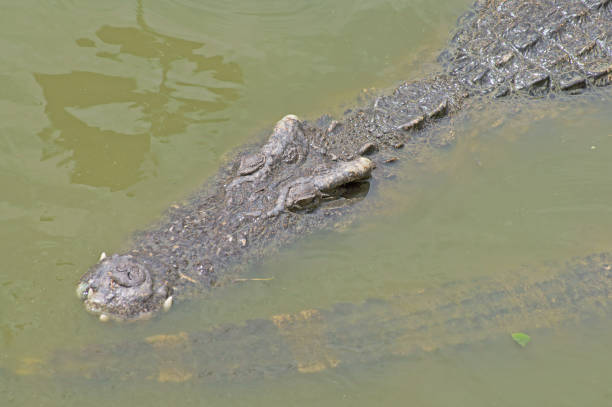 istock Big crocodile in lake water 1179119415