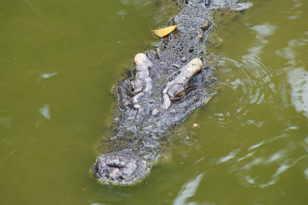 istock Big crocodile in lake water 1179119432