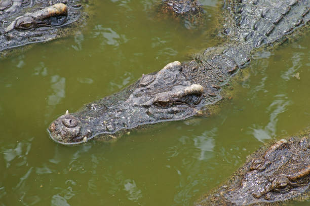 istock Big crocodile in lake water 1179119443