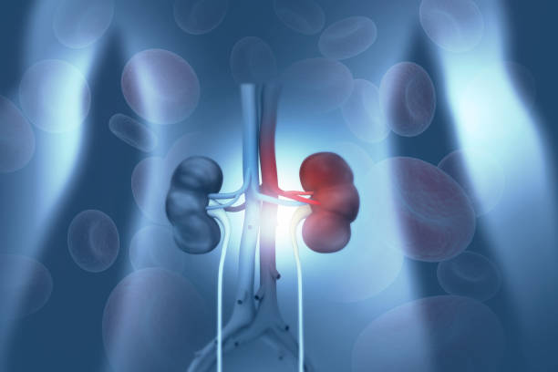 istock Human kidney anatomy 1179119542