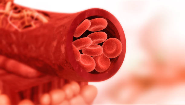 cellule del sangue nell'arteria - healthcare and medicine human cardiovascular system anatomy human blood vessel foto e immagini stock
