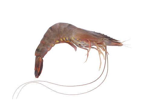 A closeup shot of a prawn isolated on a white background