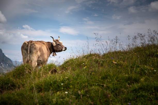 vacas da montanha de brown que pastam em um pasto alpino - interlaken mountain meadow switzerland - fotografias e filmes do acervo