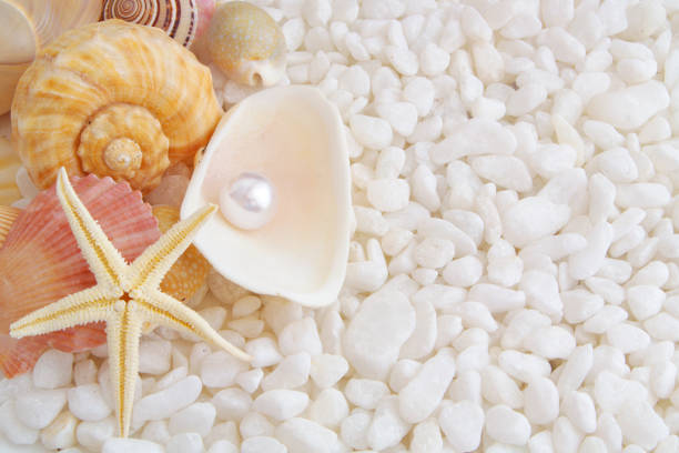 coquillages, étoiles de mer et perles sur pierres blanches - pearl shell starfish beach photos et images de collection