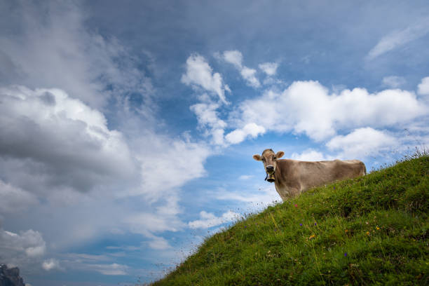 istock Brown mountain cows grazing on an alpine pasture 1179121923