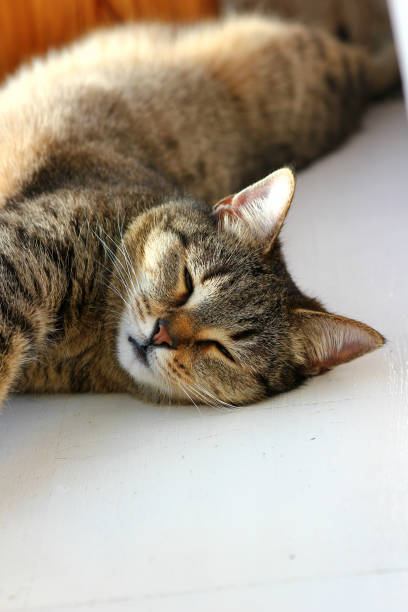 istock cat basking on the windowsill lying on his back 1179122227