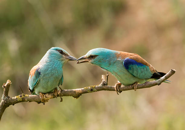 istock European Roller sitting on branch 1179124766
