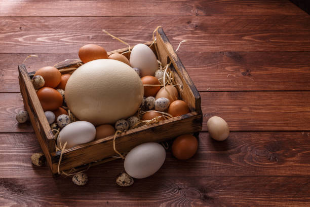 istock Huge ostrich egg surrounded with small eggs, place for wording 1179124852