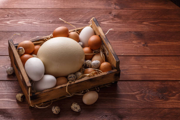 Eggs from different birds, place for wording stock photo