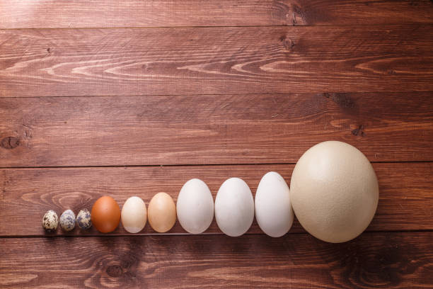 Differet size eggs from different birds stock photo