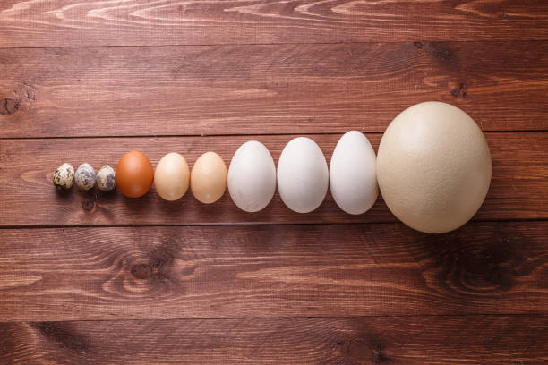 istock Egg of different birds on a farm 1179124864