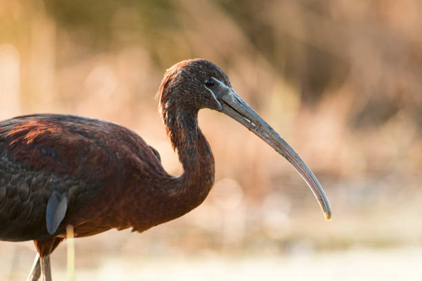 istock Glossy ibis hunting and portrait 1179125374