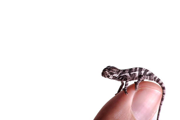 istock Baby panther chameleon on finger white background furcifer pardalis 1179126010