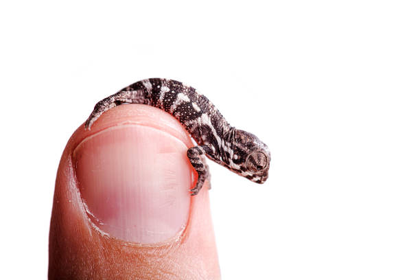 Baby panther chameleon on white background furcifer pardalis