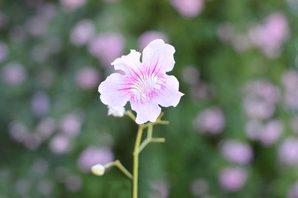 розовый цветок трубы - podranea ricasoliana стоковые фото и изображения