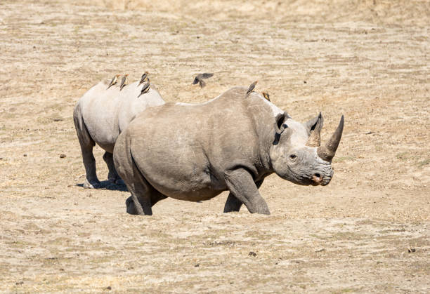 istock Black Rhino Mother And Calf 1179127529