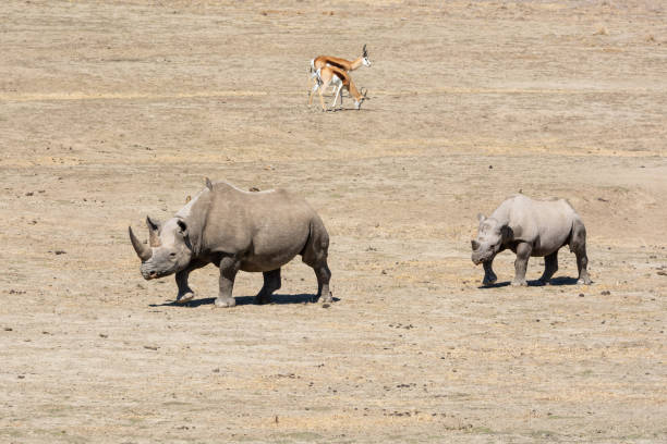 istock Black Rhino Mother And Calf 1179127579
