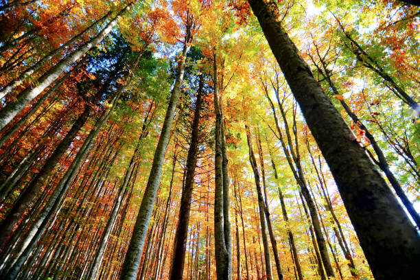 A picturesque forest scene showcasing a rich spectrum of autumn foliage in vibrantly colored leaves. Sunlight enhances the yellow, orange, and red hues, creating a warm and serene atmosphere. The natural beauty of this fall landscape invites relaxation and appreciation of seasonal changes.