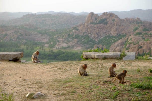 istock Ruins in Hampi, South India 1179128620