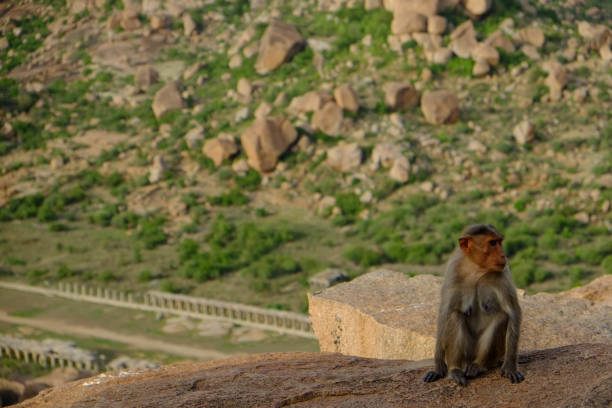istock Ruins in Hampi, South India 1179128641