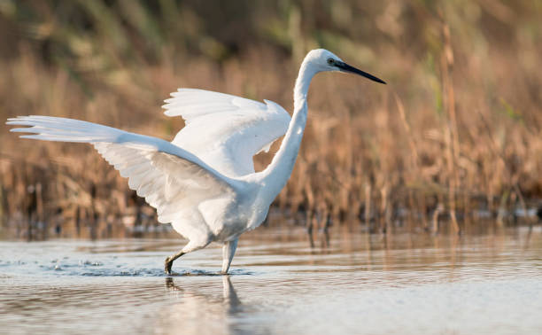 istock Little Egret hunting in the water 1179129793