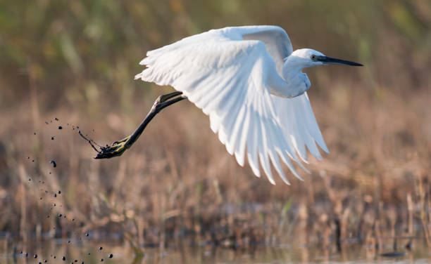 istock Little Egret hunting in the water 1179129833