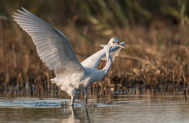 istock Little Egret hunting in the water 1179129856