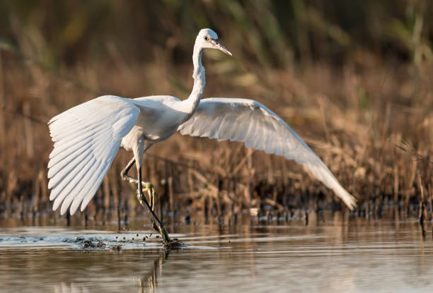 istock Little Egret hunting in the water 1179130176