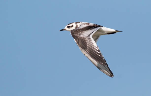 istock Young little gull flying in the sky 1179131078