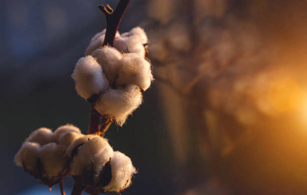 flor de algodón al atardecer - cotton smooth green plant fotografías e imágenes de stock