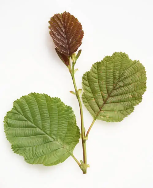 Alder leaf, young plant, Alnus