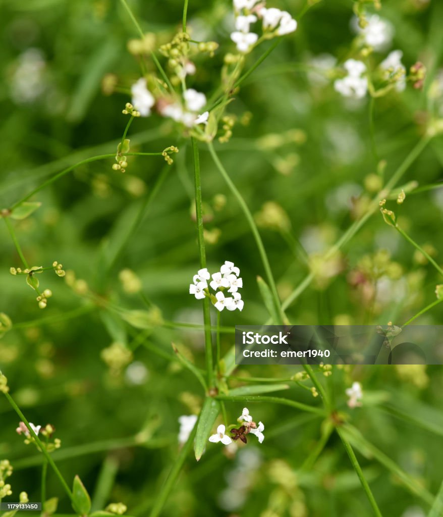 Asperula, Tinctoria, fleur, plante, herbe"n - Photo de Allemagne libre de droits Asperula, Tinctoria, fleur, plante, herbe"n - Photo de Allemagne libre de droits