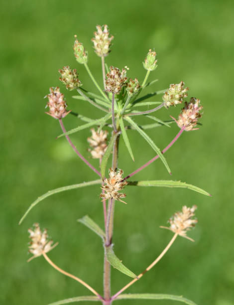 istock Black, psyllium, afra, plantago, plantain 1179131520