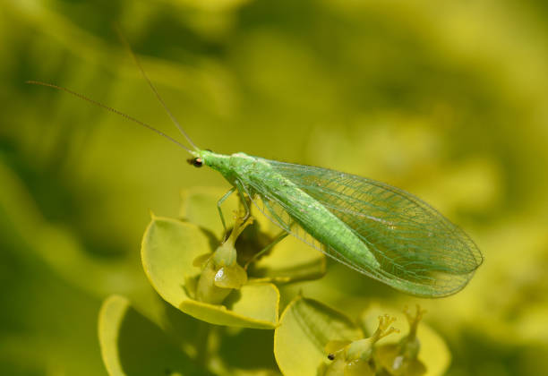 Lacewing; Chrysoperla; carnea; Neuroptera, insect