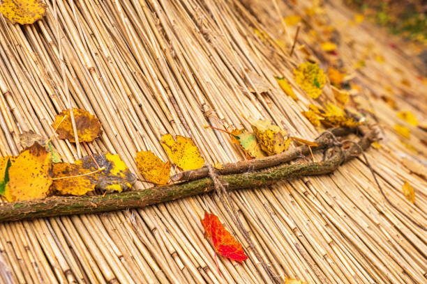 Colourful autumn leaves on a straw roof