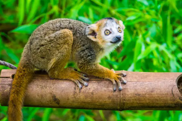 Photo of crowned lemur in closeup, Cute monkey, Endangered primate specie from Madagascar