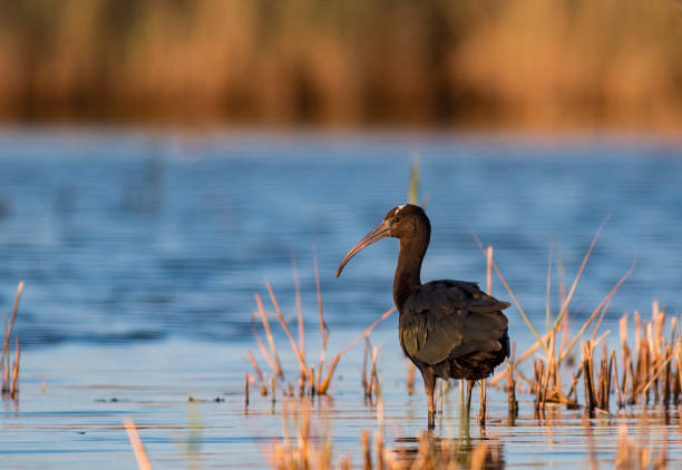 Glossy ibis hunting and portrait