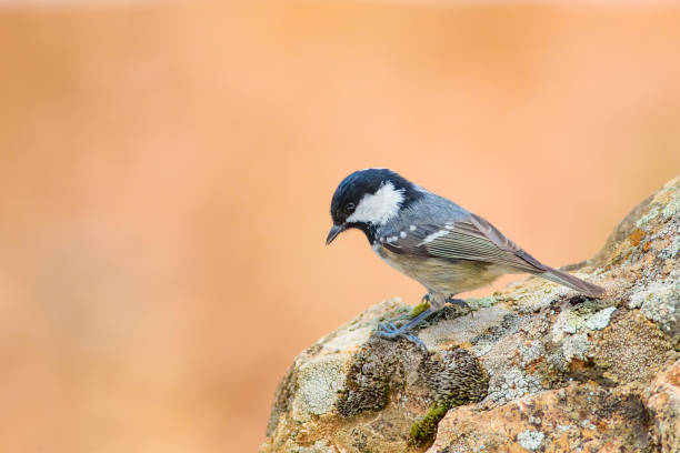 istock Cute little bird Coal tit. Nature background. Bird: Coal Tit. Periparus ater. 1179136368