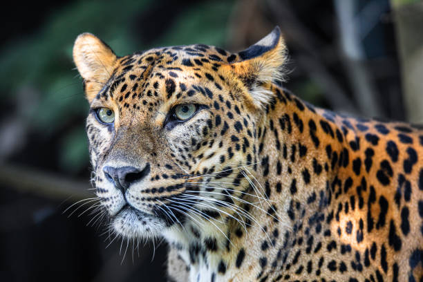 istock Sri Lanka Ceylon Leopard, Panthera pardus kotiya 1179136429