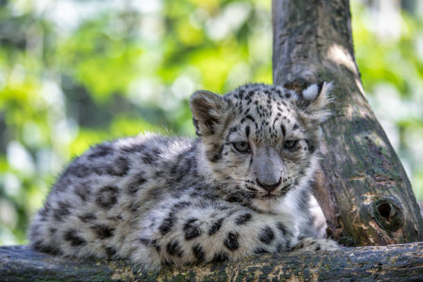 istock cute kitten of Snow Leopard cat, Irbis 1179136436