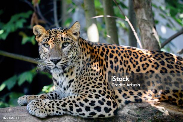 Sri Lanka Ceylon Leopard Panthera Pardus Kotiya Stock Photo - Download  Image Now - Leopard, Animal, Close To - iStock
