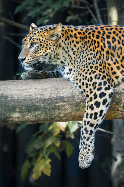 Sri Lanka Ceylon Leopard, Panthera pardus kotiya