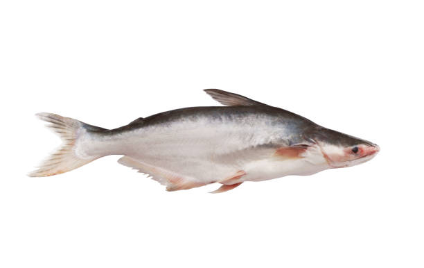 istock Pangasius fish isolated on white 1179136658