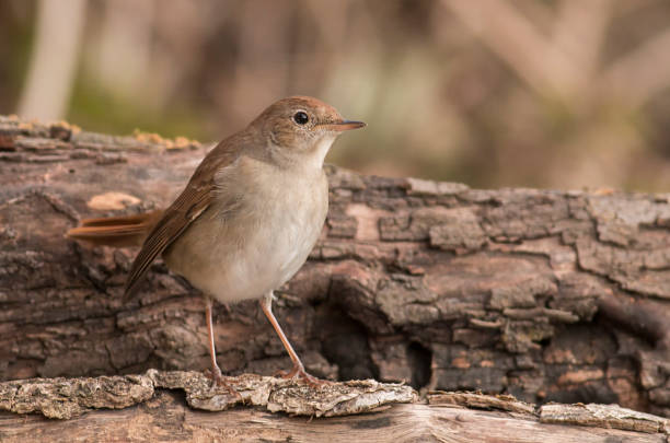 istock Juvenile common nightingale sitting on branch 1179137333